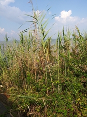 Phragmites australis berlandieri