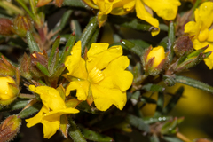 Hibbertia fasciculiflora