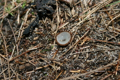 Humaria hemisphaerica