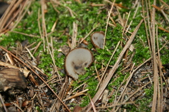 Humaria hemisphaerica