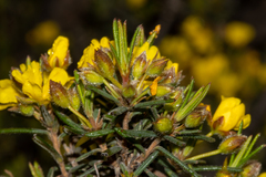 Hibbertia fasciculiflora