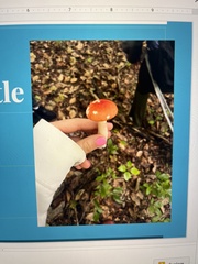 Amanita parcivolvata