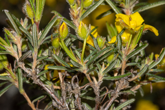 Hibbertia fasciculiflora