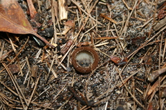 Humaria hemisphaerica