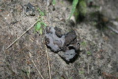 Craterellus fallax