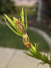 Dysdercus suturellus