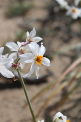 Leucocoryne coronata