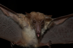 Macroglossus minimus