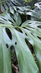 Monstera deliciosa