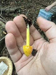 Hygrocybe acutoconica