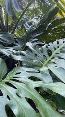 Monstera deliciosa