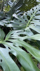 Monstera deliciosa