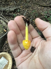 Hygrocybe acutoconica