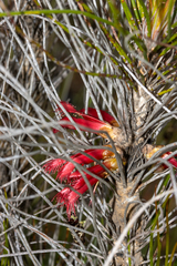 Melaleuca longissima