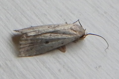 Hypenodes fractilinea