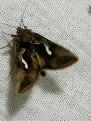 Macdunnoughia confusa