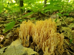Ramaria