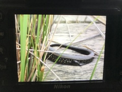 Lissolepis coventryi