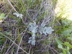 Potentilla effusa