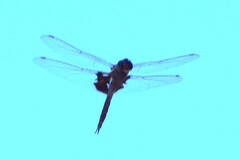 Tramea lacerata