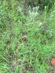 Eupatorium leucolepis
