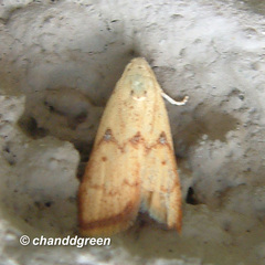 Tirathaba irrufatella