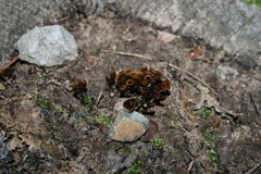 Coltricia cinnamomea