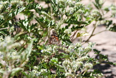 Phacelia pinnatifida