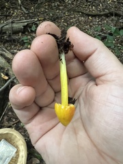 Hygrocybe acutoconica