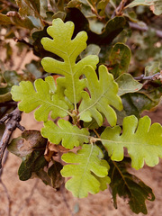 Quercus lobata