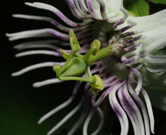 Passiflora bryonioides