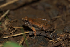 Microhyla achatina