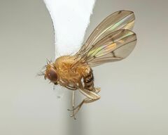 Drosophila tripunctata