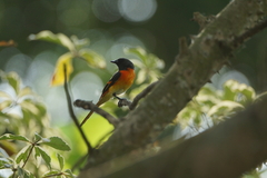 Pericrocotus cinnamomeus