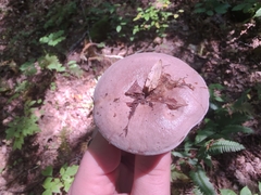 Lactarius argillaceifolius