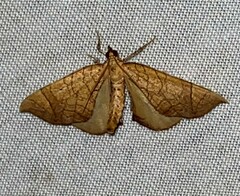 Eulithis diversilineata