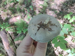 Lactarius argillaceifolius