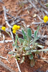 Chrysocephalum apiculatum
