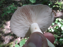 Lactarius argillaceifolius