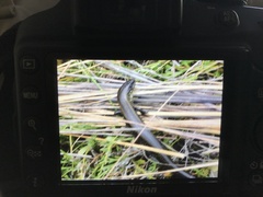 Lissolepis coventryi