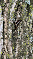 Forficula auricularia