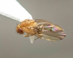 Drosophila tripunctata