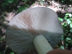 Lactarius argillaceifolius