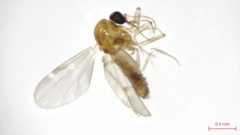 Culicoides