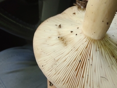 Lactarius argillaceifolius