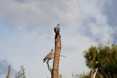 Patagioenas maculosa