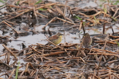 Agelasticus cyanopus