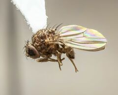 Drosophila repleta
