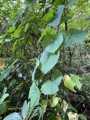 Aristolochia