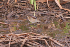 Phleocryptes melanops